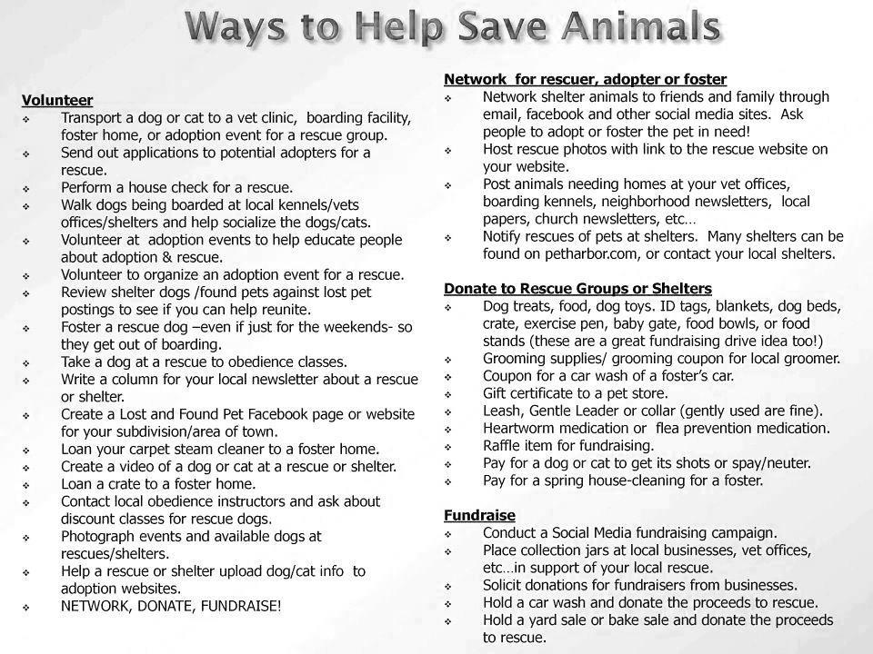 5 Free Ways To Help Animals In Need